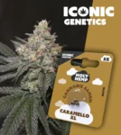 Iconic Genetics - Caramello XL (3 Cannabissamen)