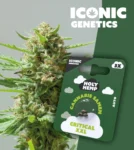 Iconic Genetics - Critical XXL (3 Cannabissamen)