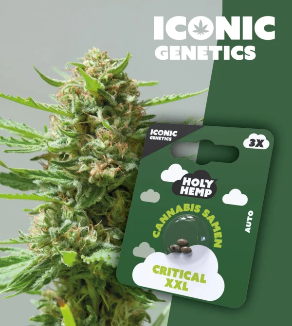 Iconic Genetics - Critical XXL (3 Cannabissamen)