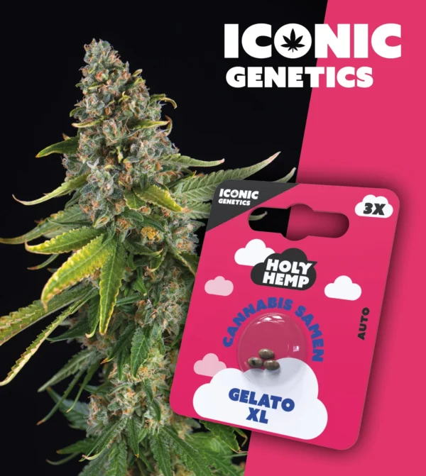 Iconic Genetics - Gelato XL (3 Cannabissamen)