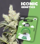 Iconic Genetics - Jack Herer (3 Cannabissamen)