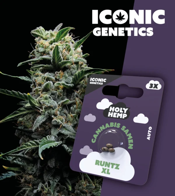 Iconic Genetics - Runtz XL (3 Cannabissamen)