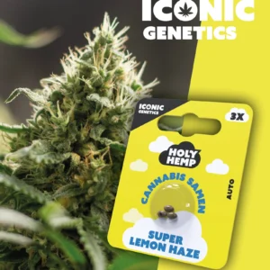 Iconic Genetics - Super Lemon Haze (3 Cannabissamen)